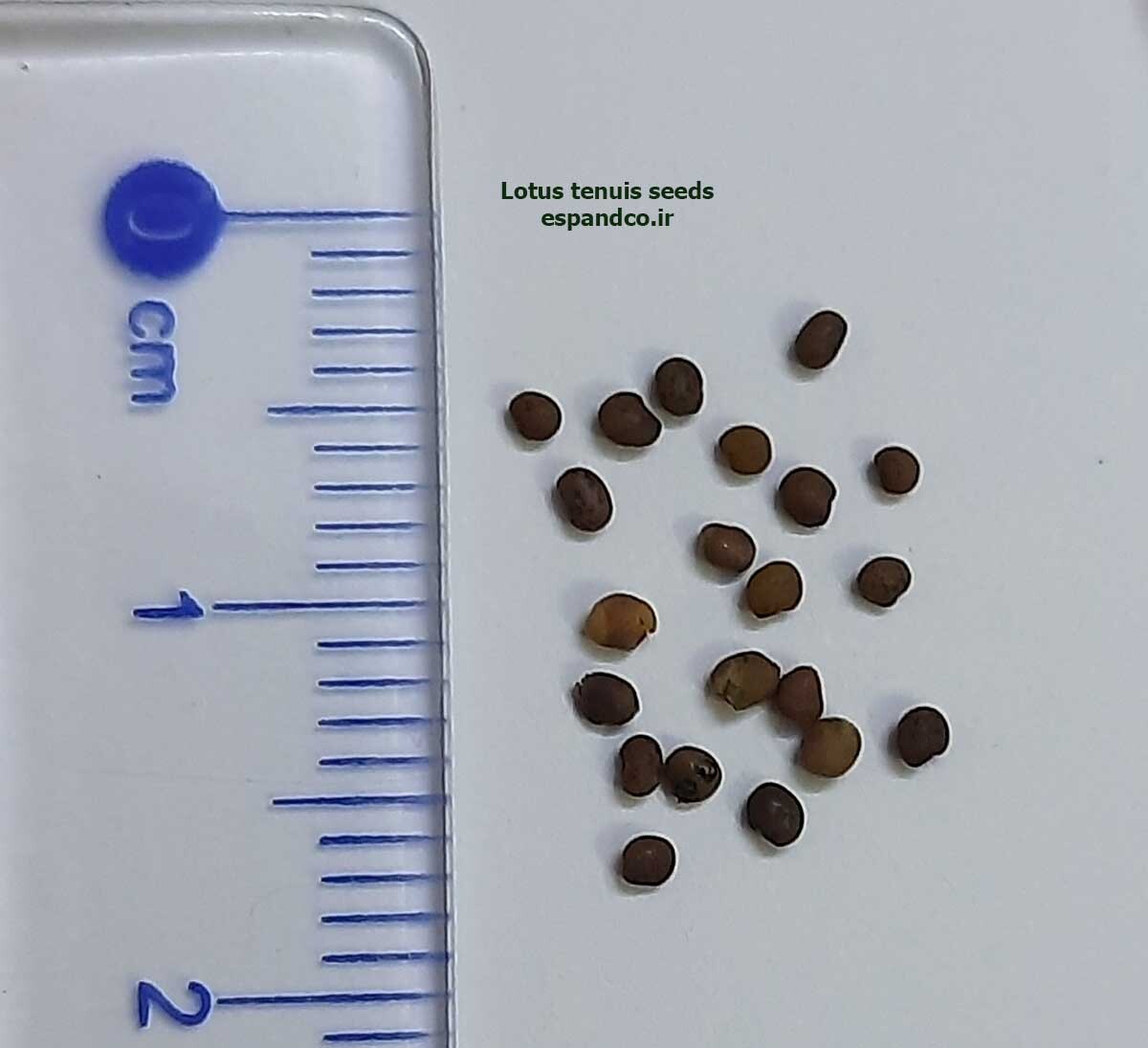  Lotus tenuis seeds 
